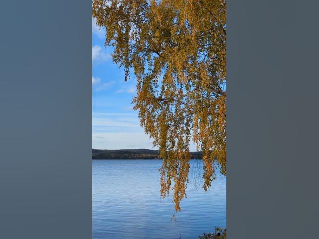 Video thumbnail for Quería (Balada Cover) #Quería #SalvadorSaavedra #Balada #Cover #Suno