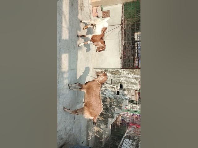 Video thumbnail for November 22, 2024