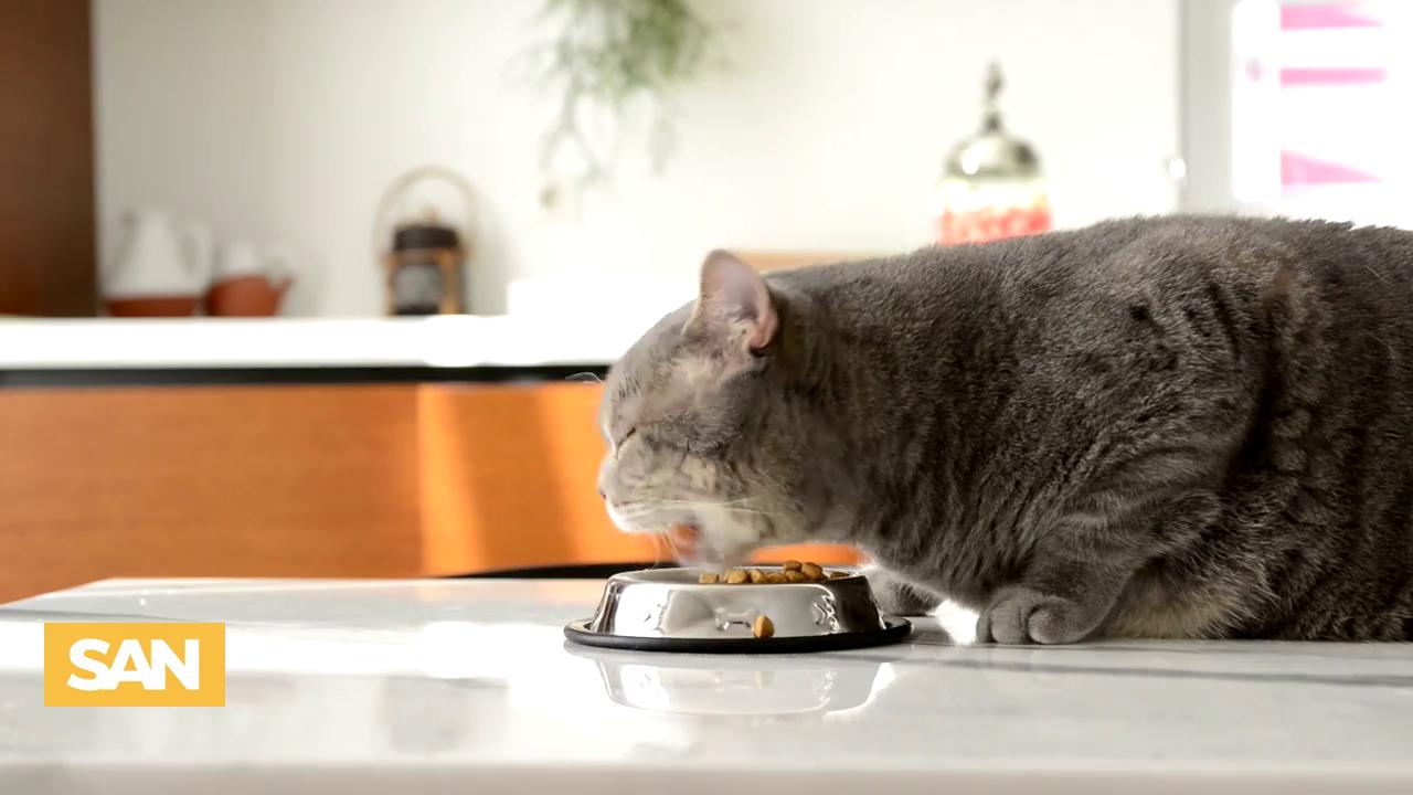 Video thumbnail for Bird Flu in cats raises new worries about human risk