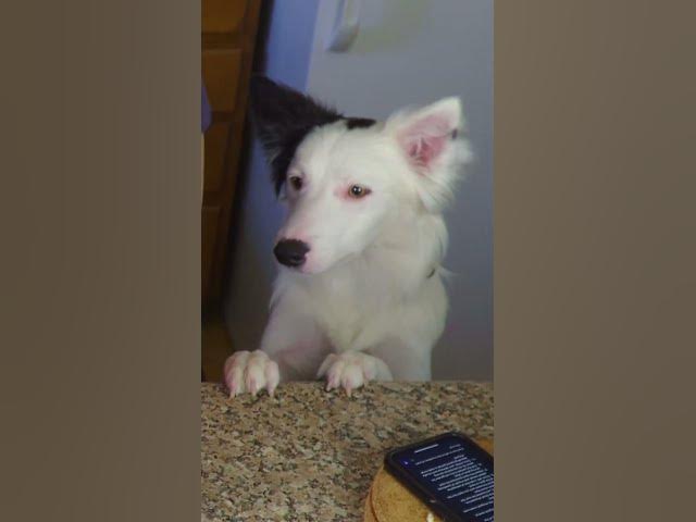 Video thumbnail for Parfait #shorts