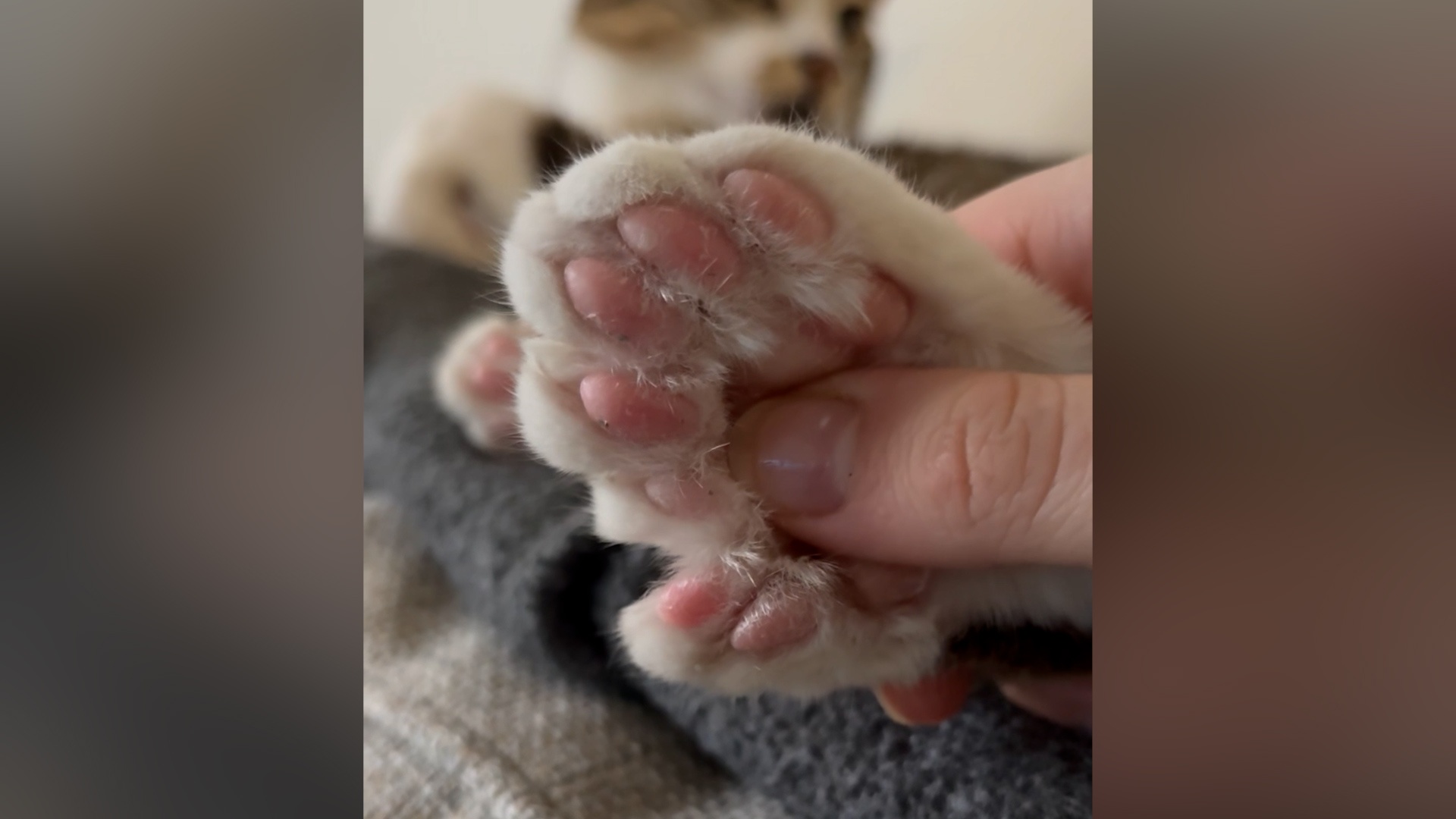 Video thumbnail for Most toes on a cat - 28 held by Toby Henderson