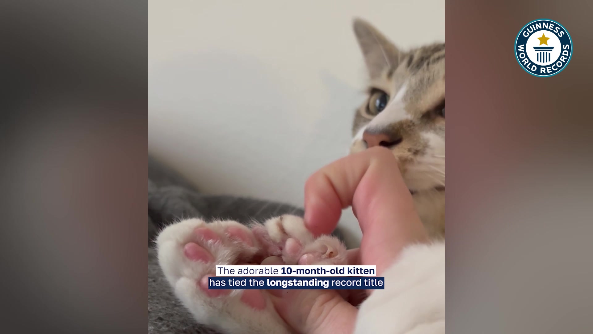 Video thumbnail for Most toes on a cat - 28 held by Toby Henderson