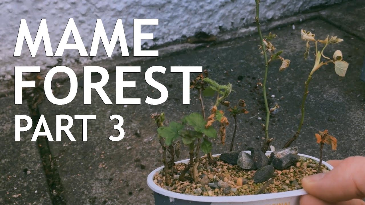 Video thumbnail for Mame Bonsai Forest Part 3