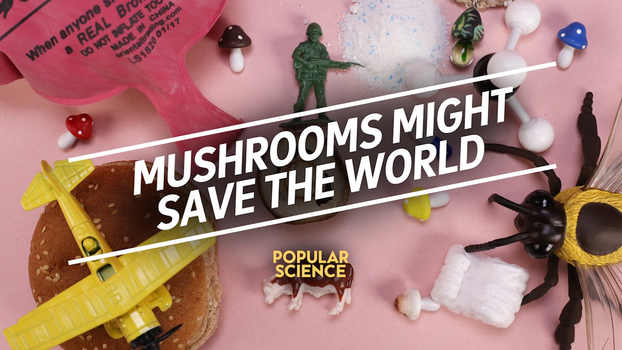 Video thumbnail for Mushrooms Might Save the World