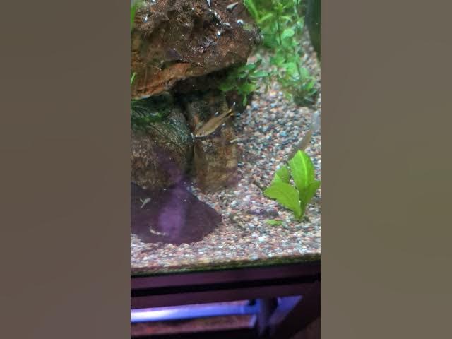 Video thumbnail for Army of Panda Garra (Garra Flavatra) at Feeding Time #aquarium #pandagarra #aquariumfish