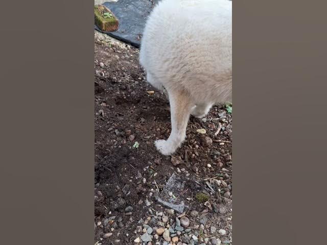 Video thumbnail for 9 March 2025