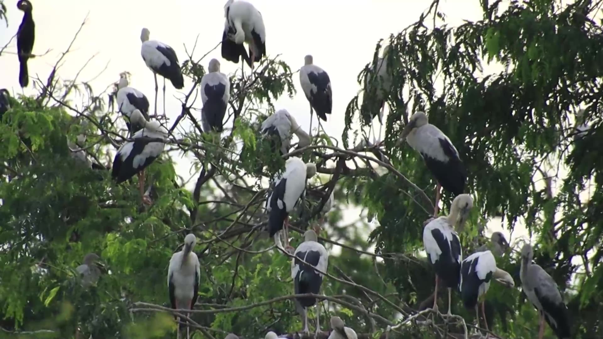 Video thumbnail for Everning All wild bird sleep here