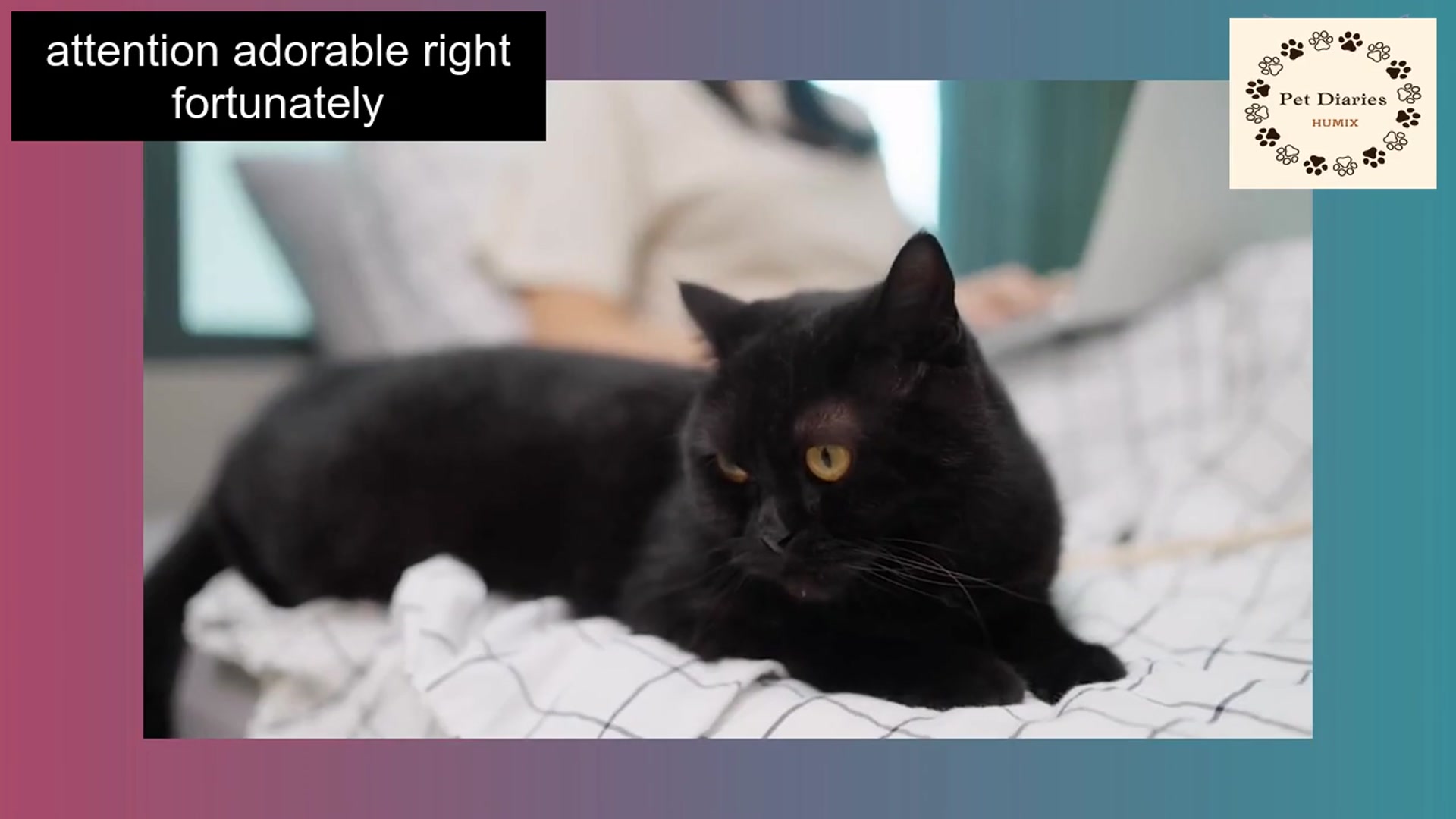 'Video thumbnail for Kitty sleeping at feet the real meaning'
