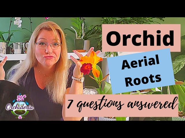 Video thumbnail for Orchid Aerial Roots: 7 Important Questions