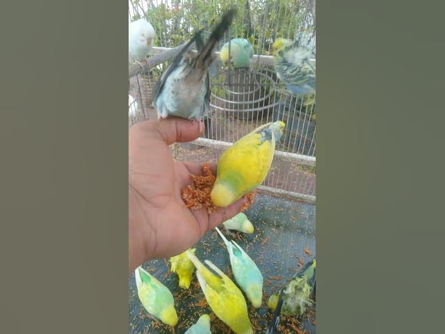 Video thumbnail for This Budgie Mutation Looks Unreal ๐ณโจ