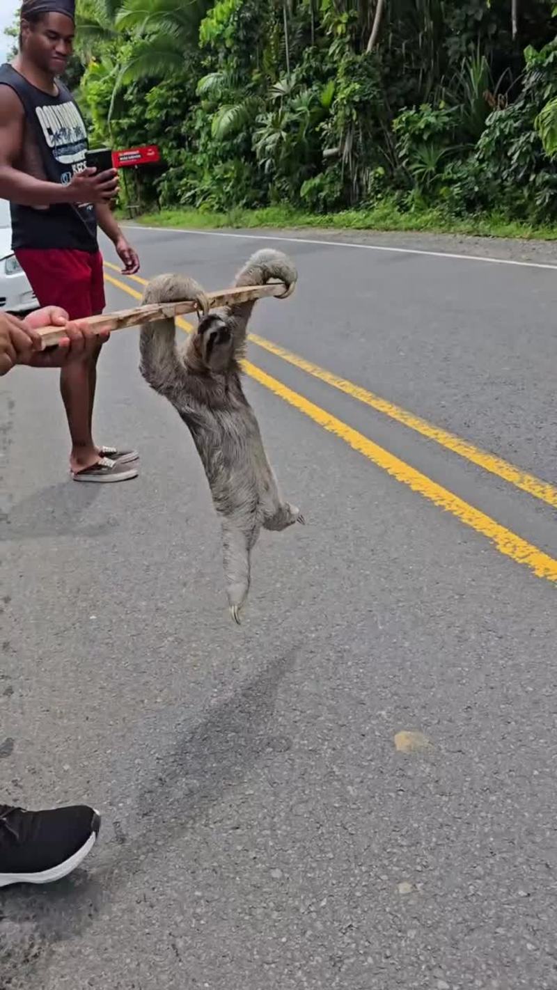 Video thumbnail for Rescuing a Road Sloth Leads to a Happy Ending
