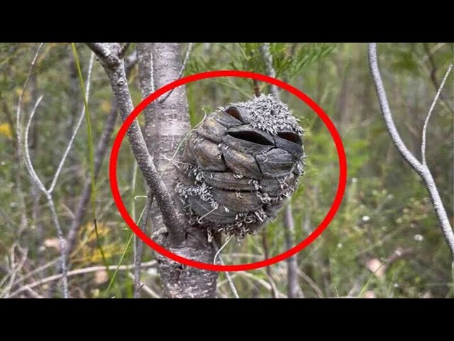 Video thumbnail for Woman Sees Strange Bird But She Realizes Too Late What It Really Is