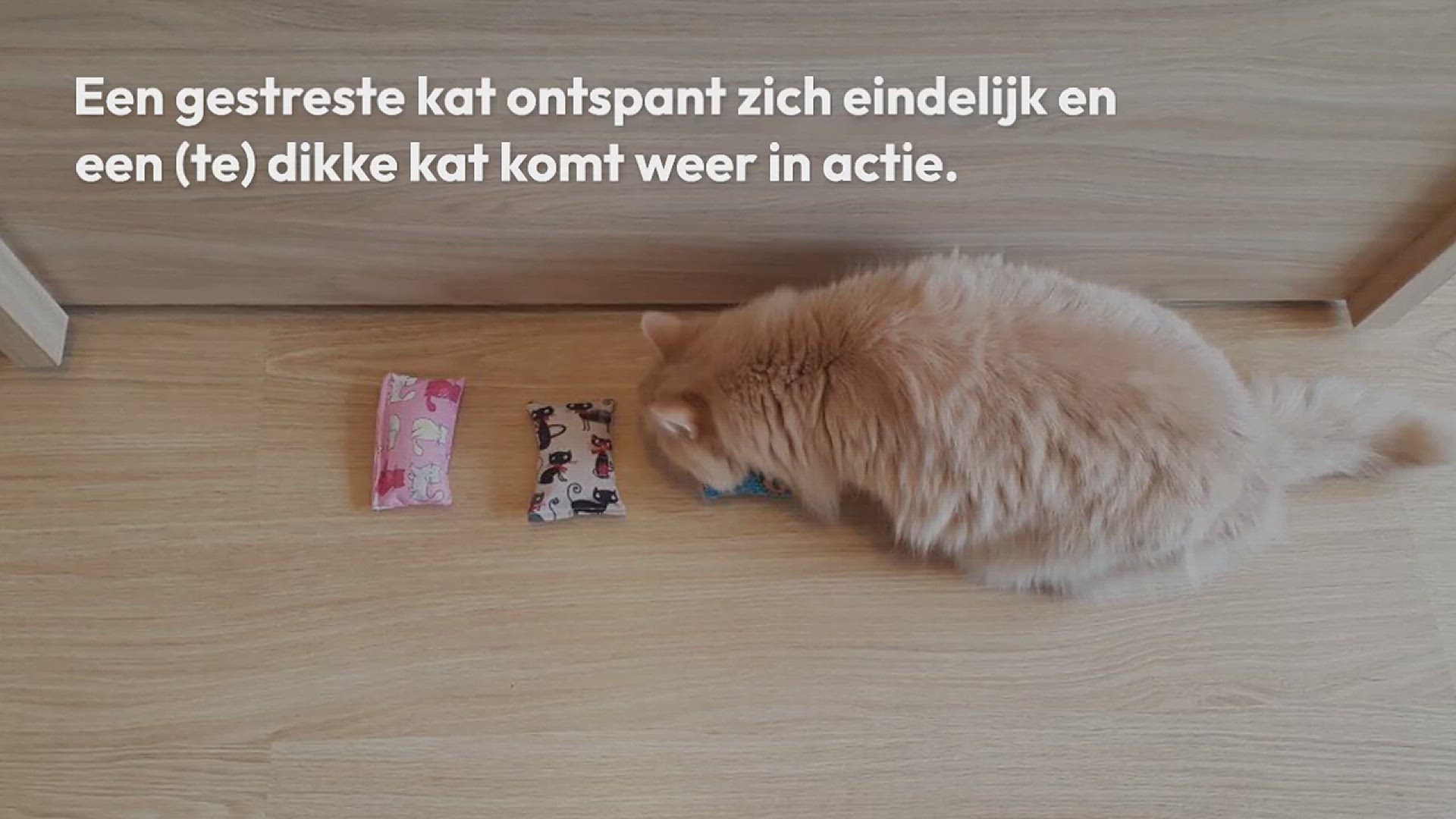 Video thumbnail for snuffelzakjes kat met catnip – een rustgevende geur voor katten