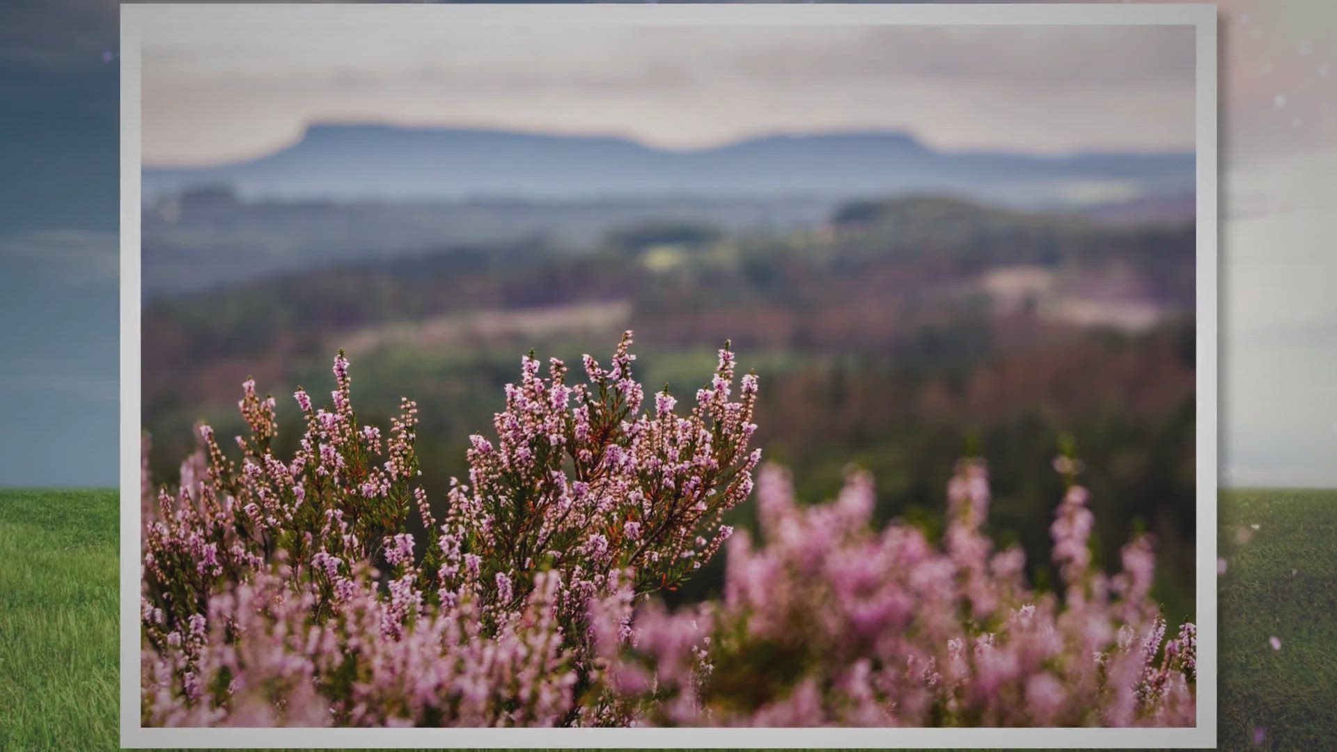 Video thumbnail for 5 Gründe warum deine Heidekraut braun wird (mit Gegenmaßnahmen)