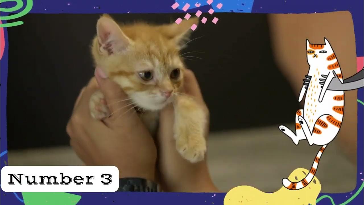 Video thumbnail for Embark on a journey to understand and care for our beloved pets