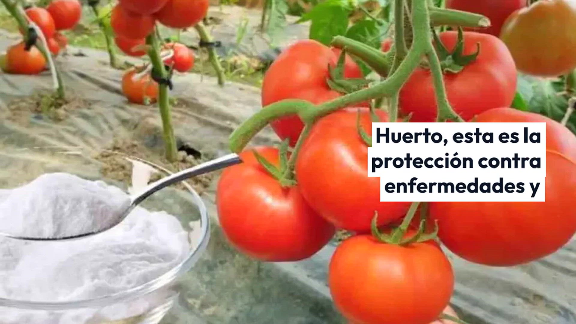 Video thumbnail for Huerto, aquí está la única protección natural poderosa contra enfermedades y plagas