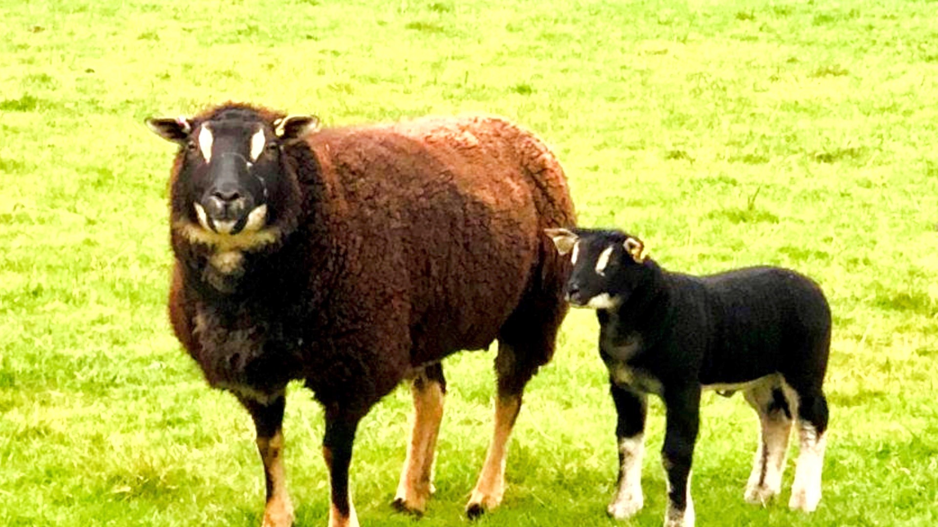 Video thumbnail for Rare UK sheep bred to have a badger face