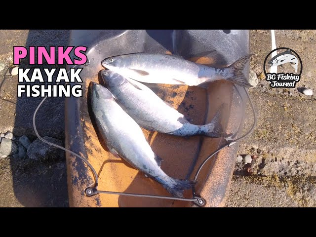 Video thumbnail for Pink Salmon Kayak Fishing with Dummy Flasher Setup