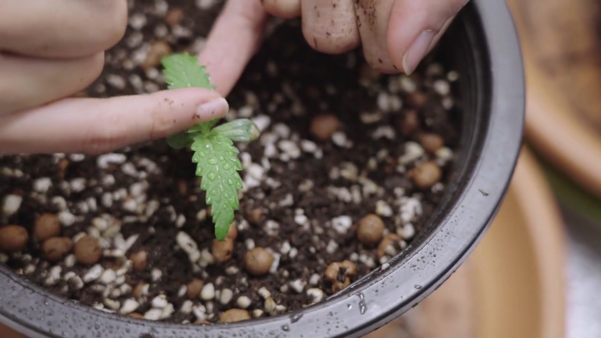 Video thumbnail for Indoor Fiddle Leaf Fig