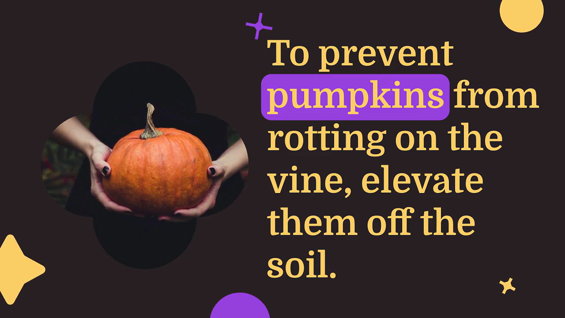 Video thumbnail for 5 Tips for Growing Pumpkins Successfully