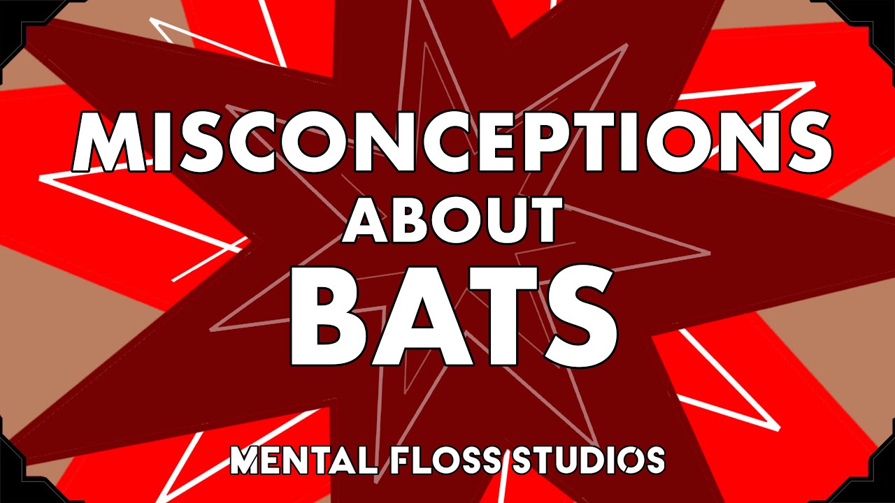 Video thumbnail for Misconceptions About Bats | Mental Floss