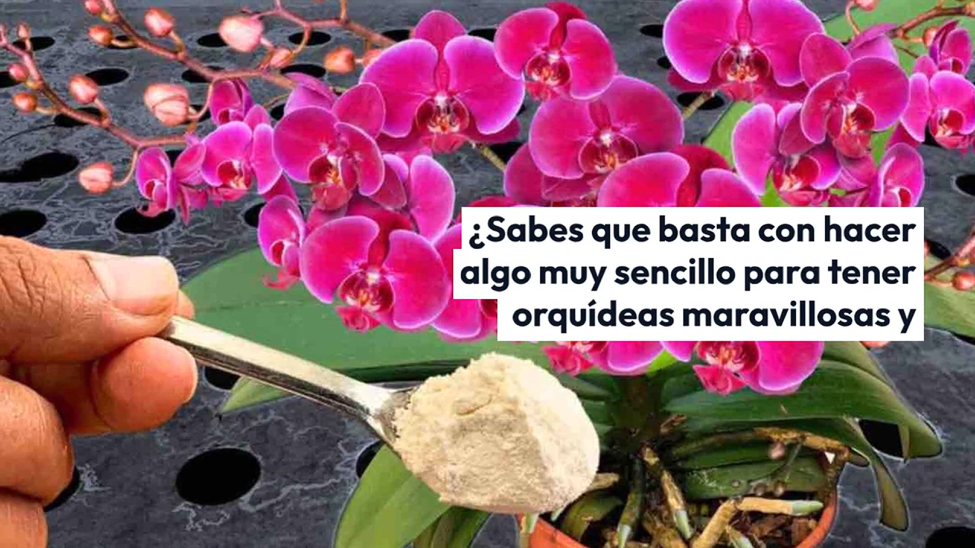 Video thumbnail for Hazlo e incluso los vecinos querrán saber cómo haces para tener orquídeas tan exuberantes