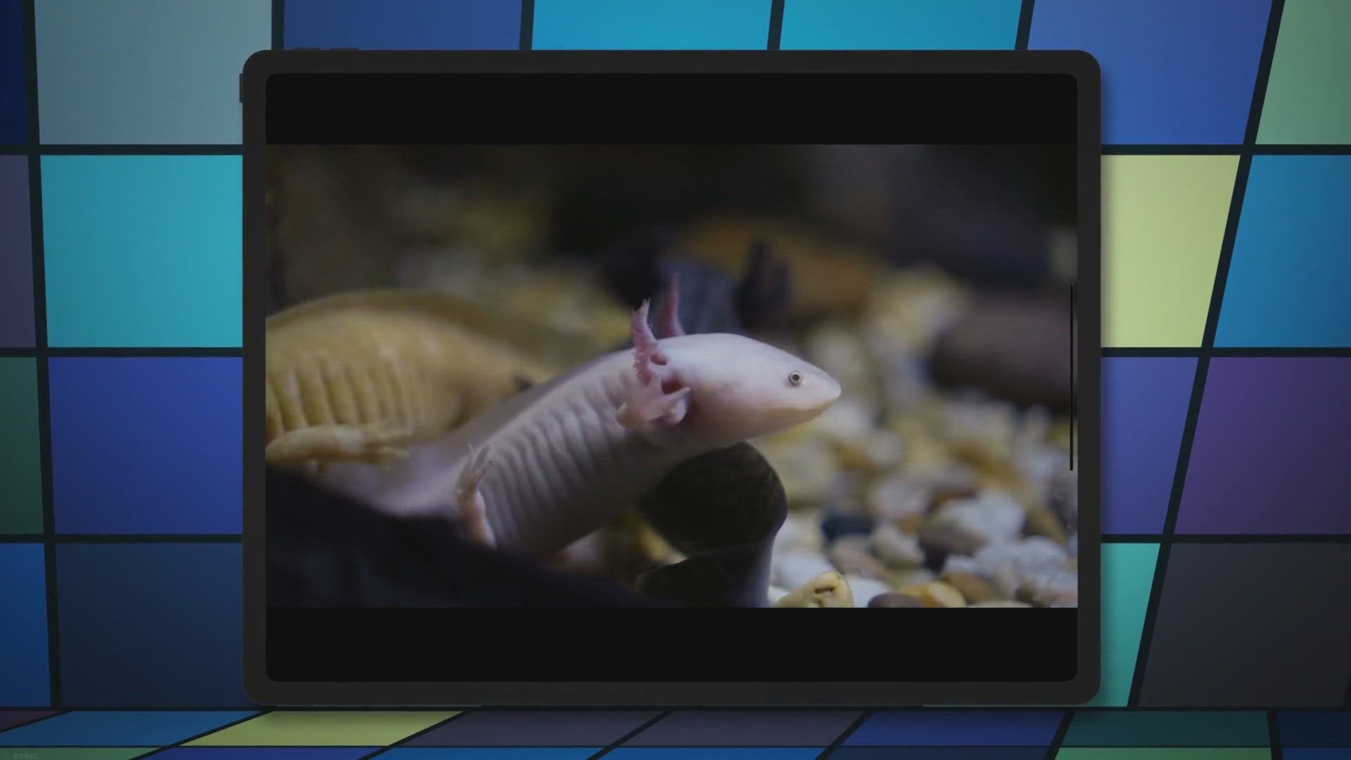 Video thumbnail for Axolotl Ammonia Burn Signs and Treatment