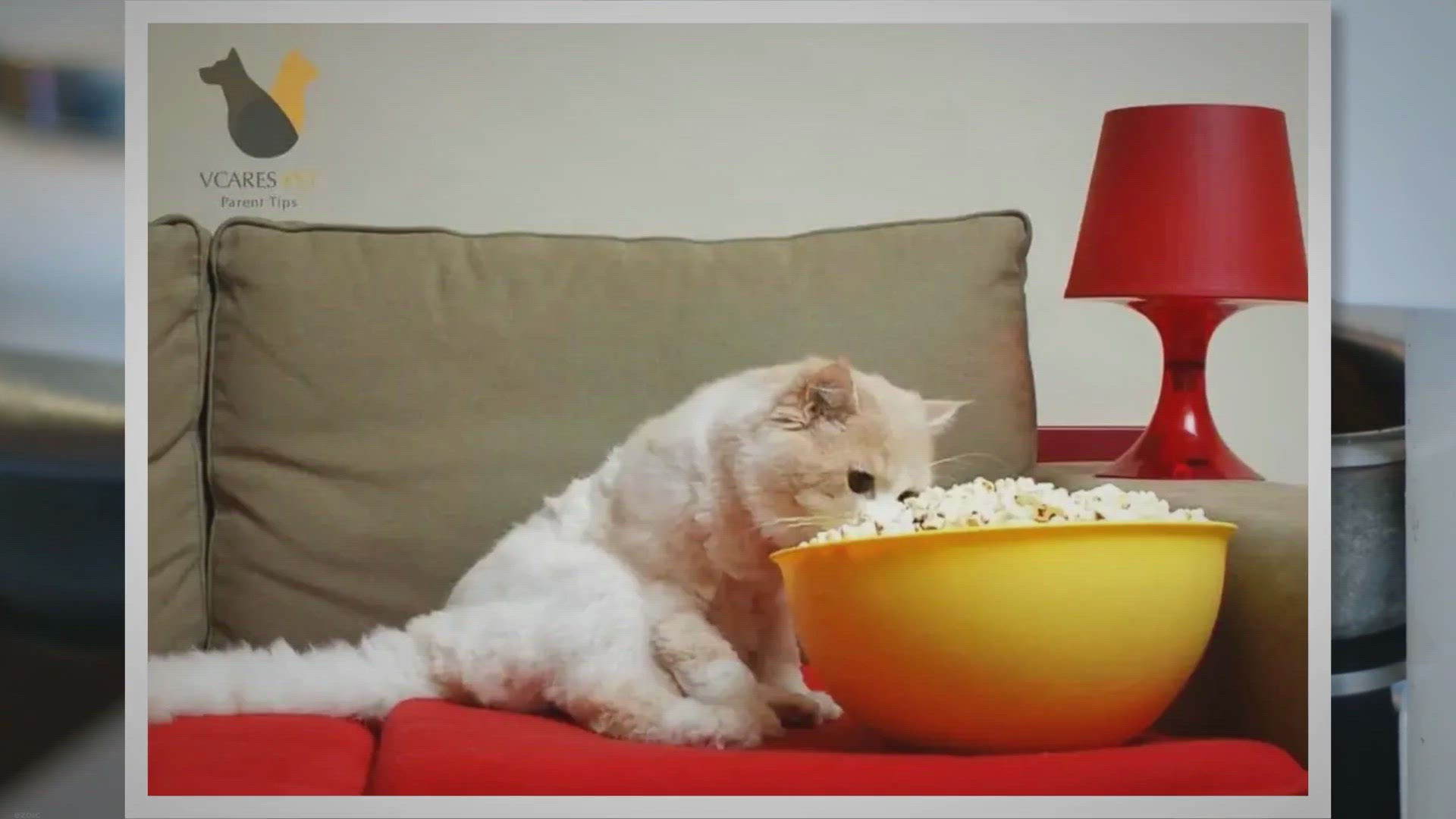 'Video thumbnail for Can Cats Eat Popcorn? (Solved!) - VCaresPet'