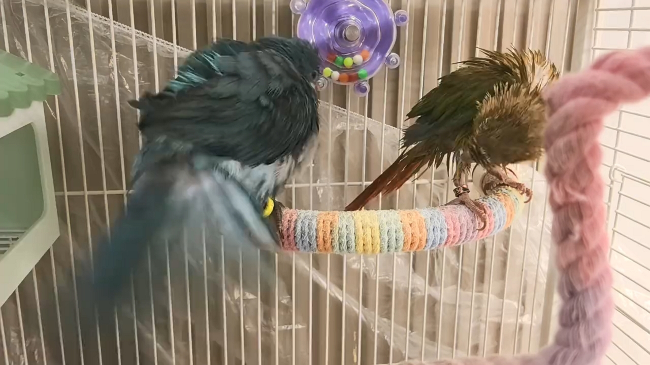Video thumbnail for Wet Parrot Wobbles and Falls After Playful Peck