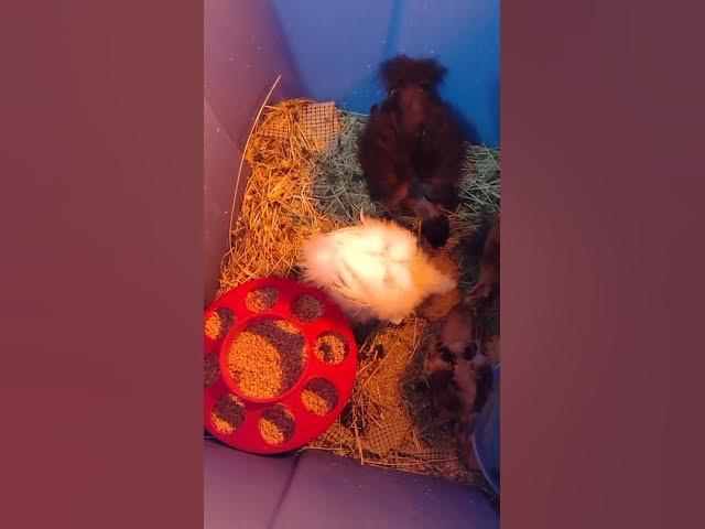 Video thumbnail for Baby Silkie Chicks with Goodies #Shorts