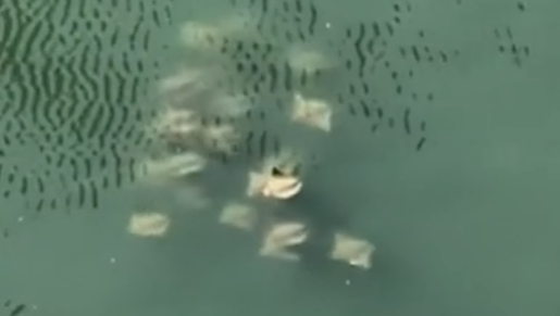 Video thumbnail for ‘Fever’ of rays spotted swimming in Newtown Creek