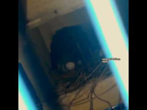 Video thumbnail for Proses Lovebird mengeluarkan telur #shorts #birds #Nest