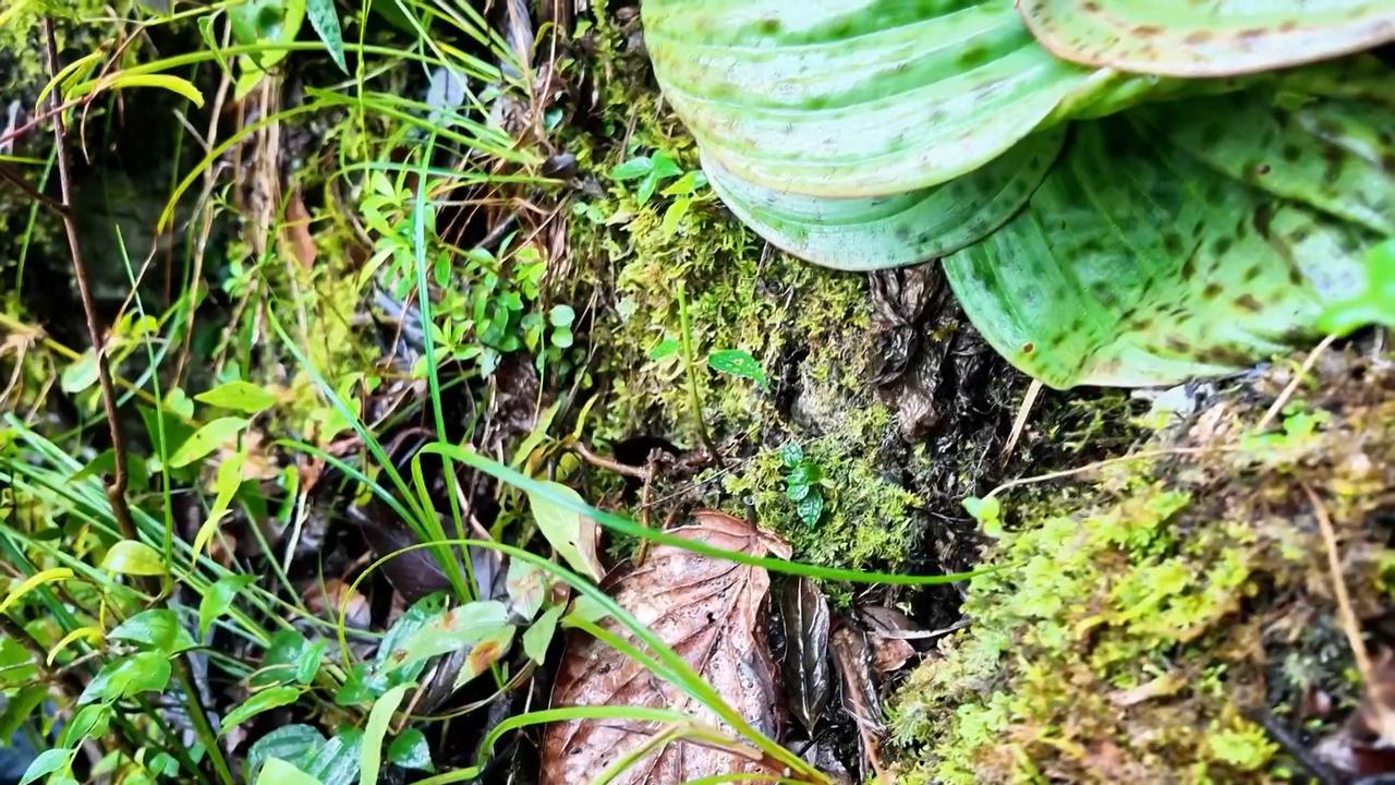 Video thumbnail for China: Rare orchid species discovered in southwest China.