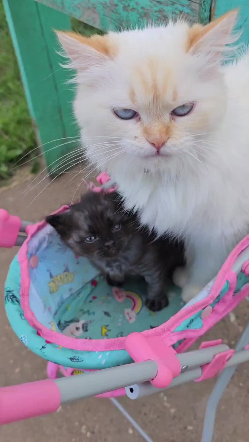 Video thumbnail for Dapper Cat Pulling a Stroller of Kittens under Summer Clouds