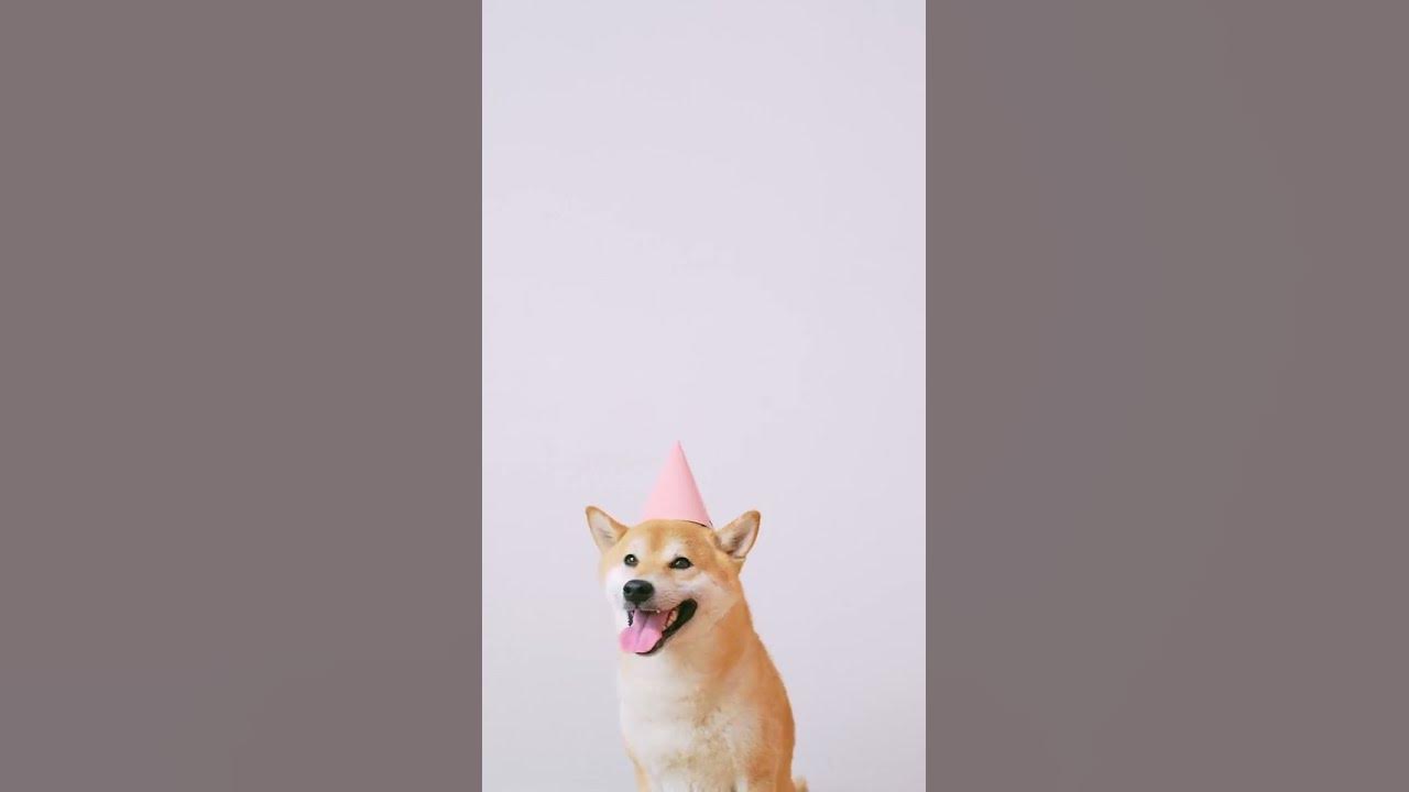 Video thumbnail for birthday dog