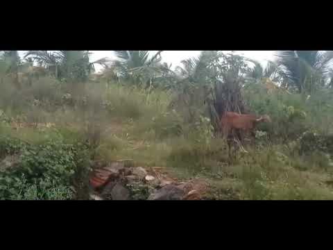 Video thumbnail for Old vi