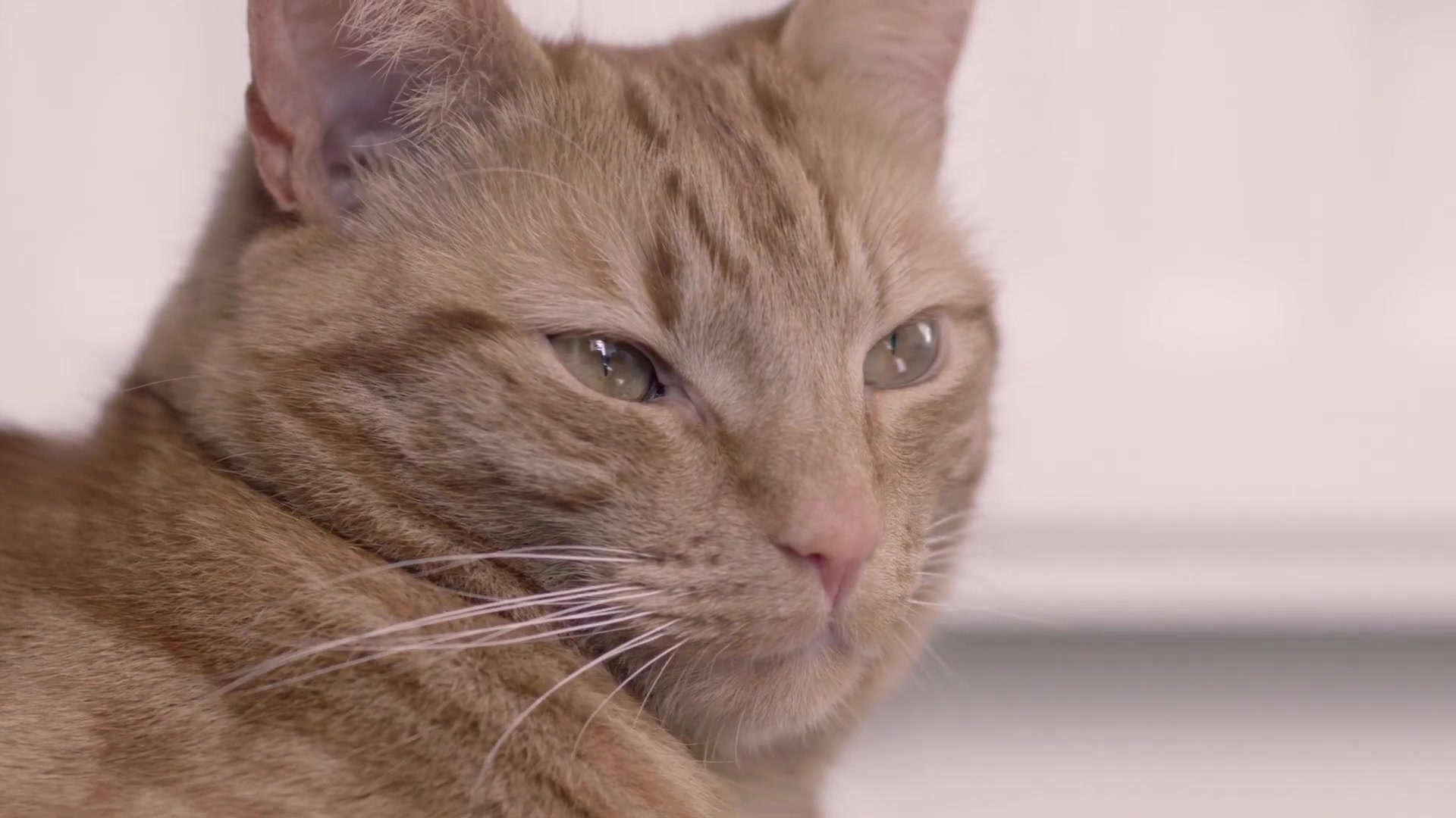Video thumbnail for Here's Why Cats Really Lie On Their Backs To Greet You