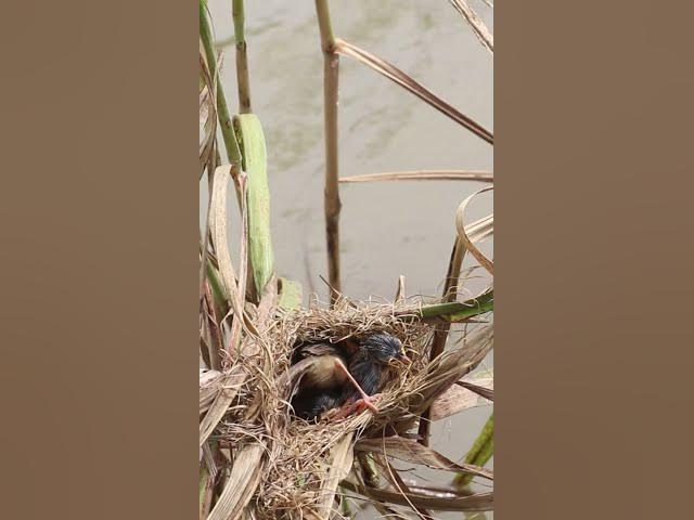Video thumbnail for Wow Mother Bird Feed #Cries #Feed #Eat #Nest #BirdNest #BabyBirds #BirdCries #FeedingTime #Nesting