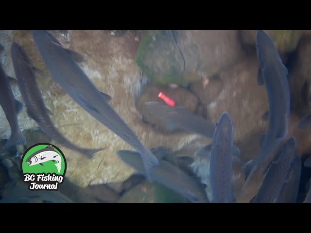 Video thumbnail for Exploring Central Vancouver Island in 12 hours - Campbell River to Nanaimo