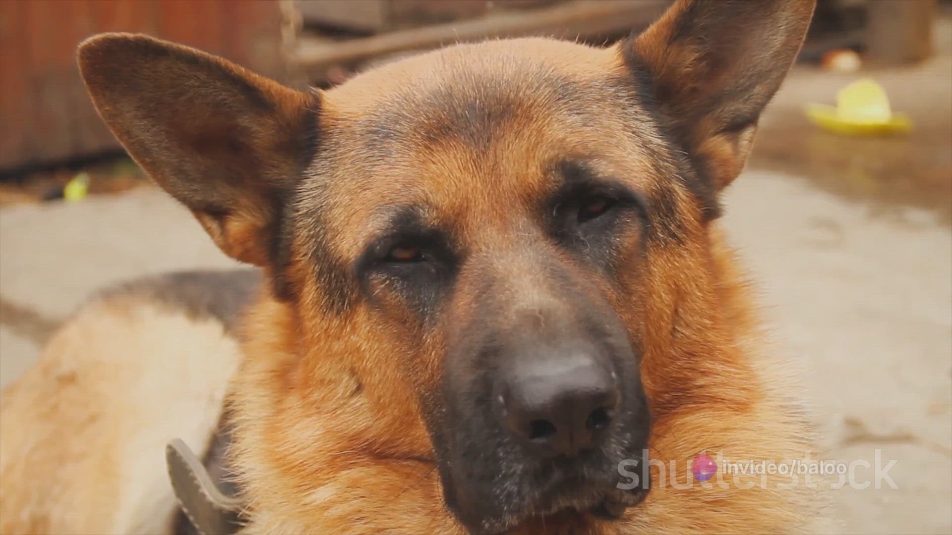 'Video thumbnail for German Shepherd Puppies A Comprehensive 2024-03-30'