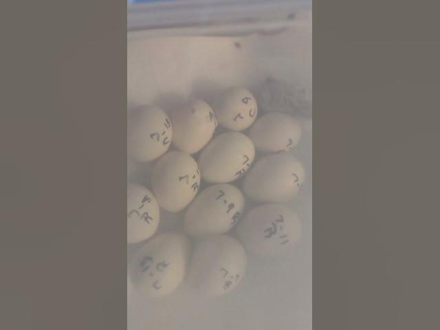 Video thumbnail for Surprise Baby Chick #Shorts