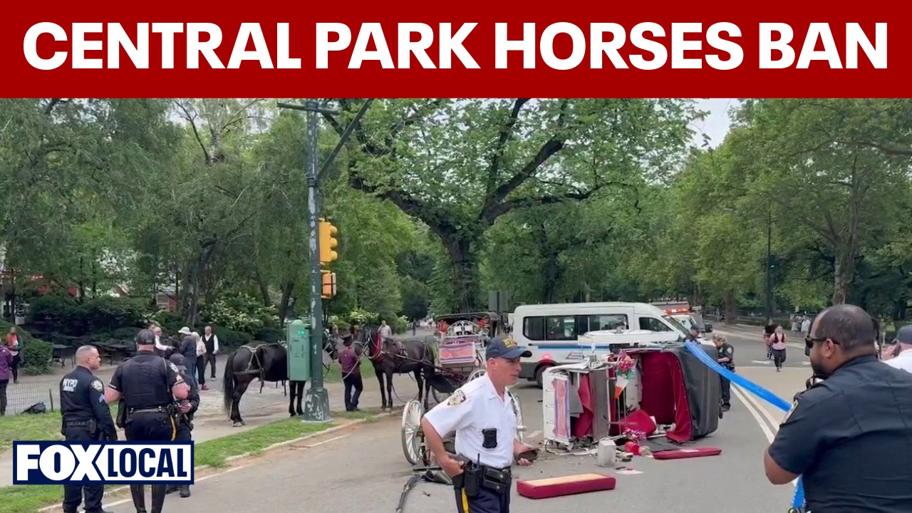 Video thumbnail for Bill to ban horses from Central Park renamed 'Romanch's Law'