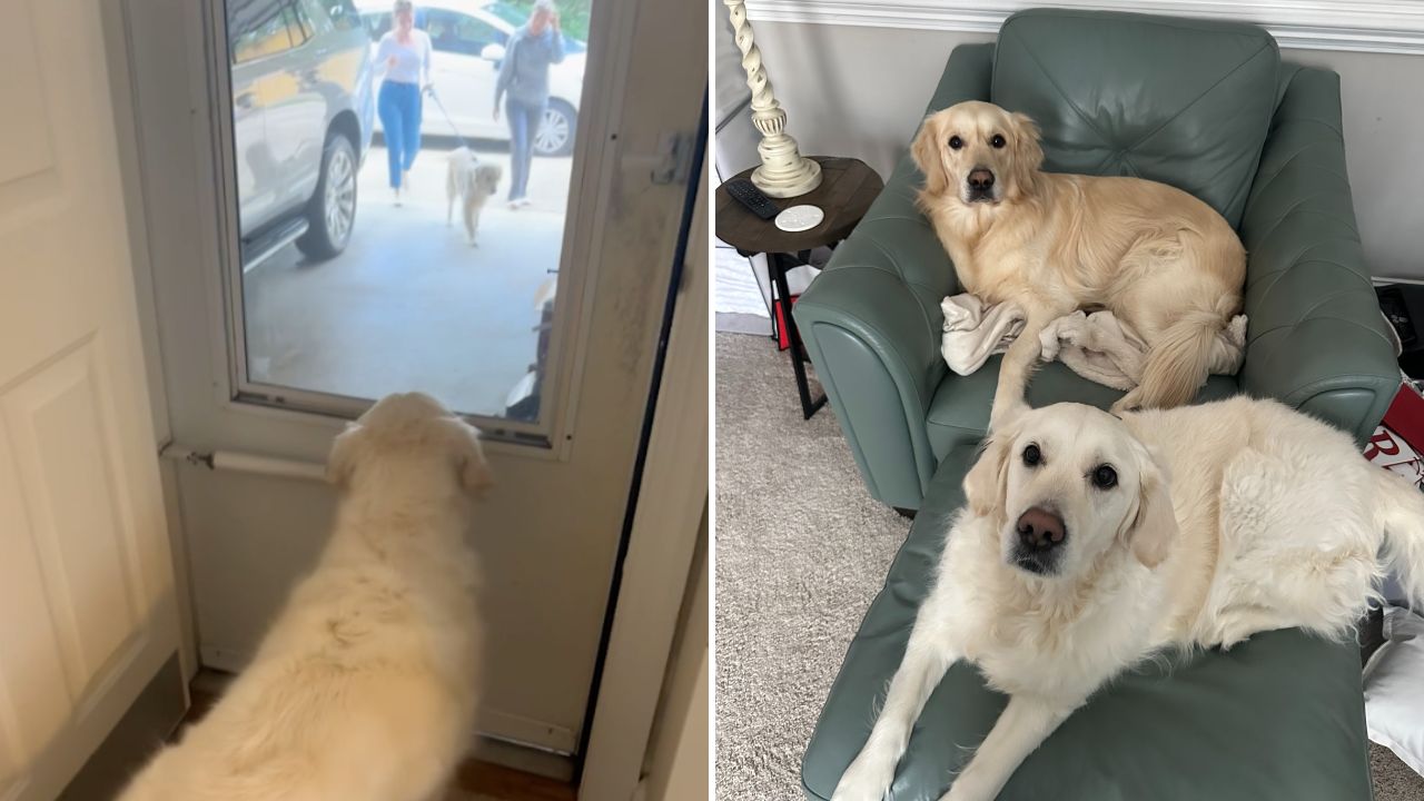 Video thumbnail for Dog Realizes Best Friend Rescue Pooch Has Been Adopted