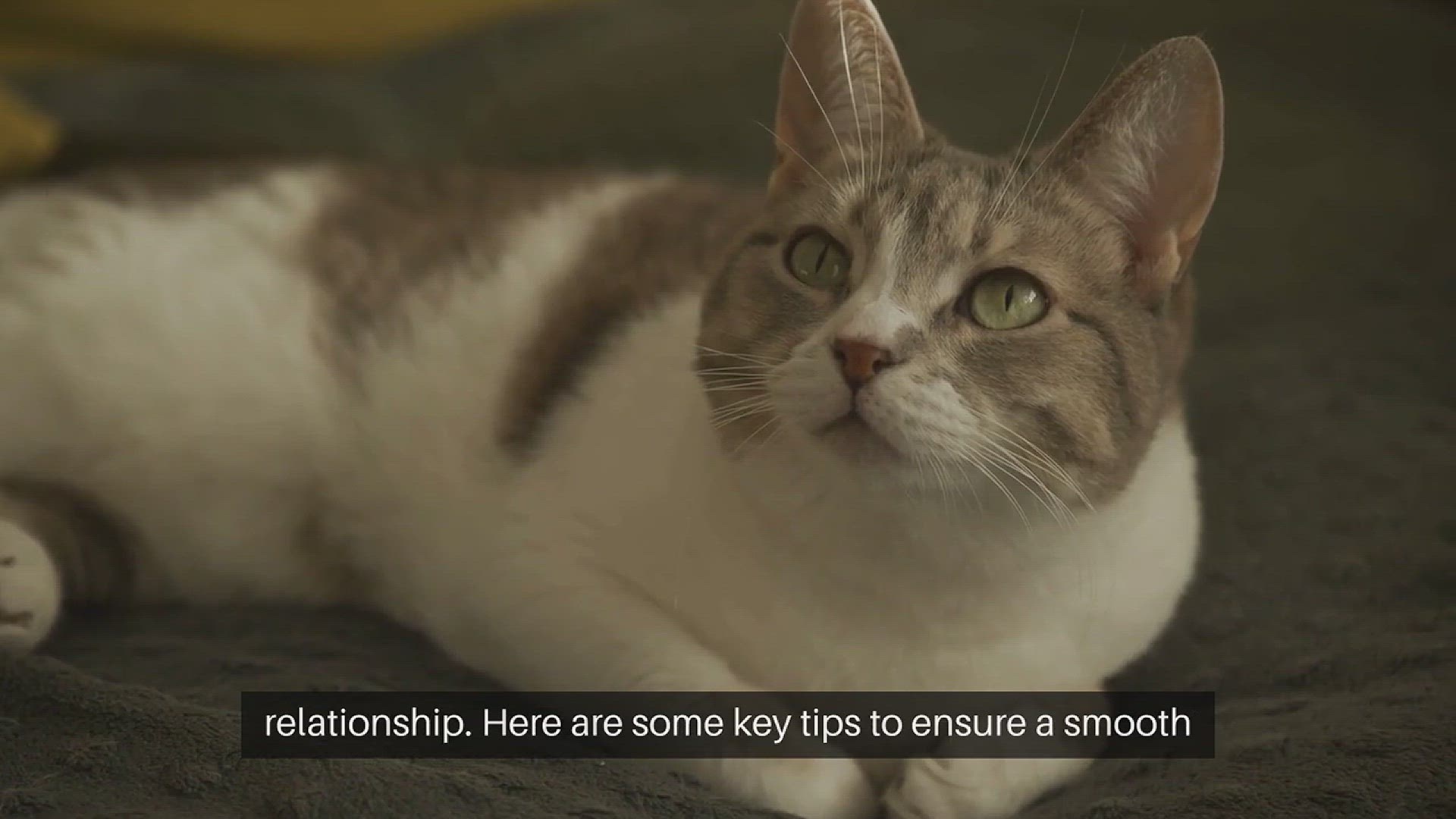 Video thumbnail for Pet Sibling Introduction Tips