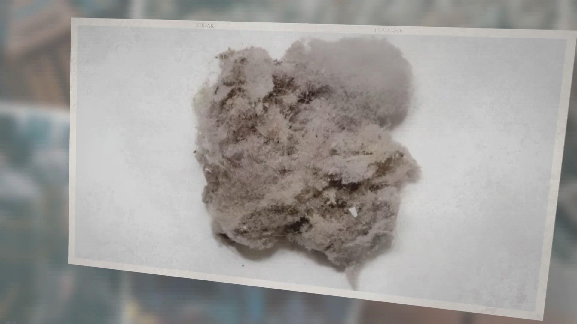 'Video thumbnail for 4 Gross but Fun Facts About Dust Mites You Should Know'