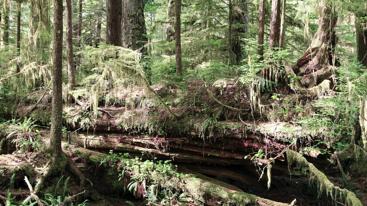 'Video thumbnail for Rainforest-Trail im Pacific-Rim-NP | Vancouver Island'