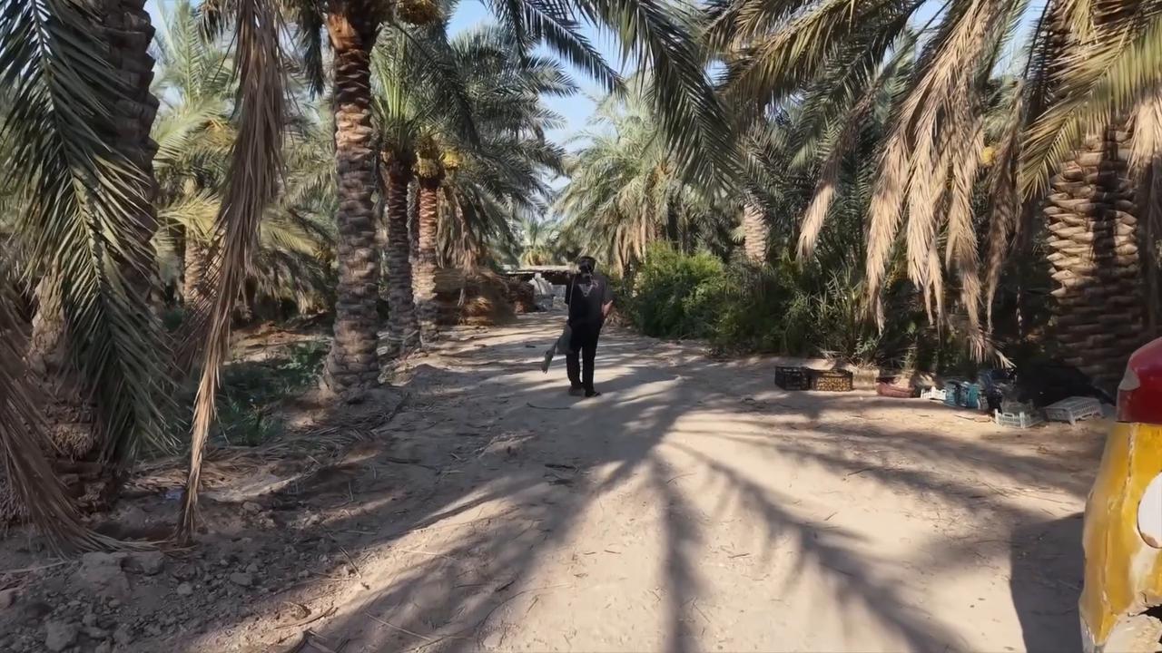 Video thumbnail for Iraq: Date harvest begins in Iraq’s southern city of Basra.