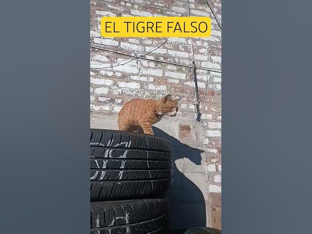 Video thumbnail for #gatos #humor EL JERÓNIMO