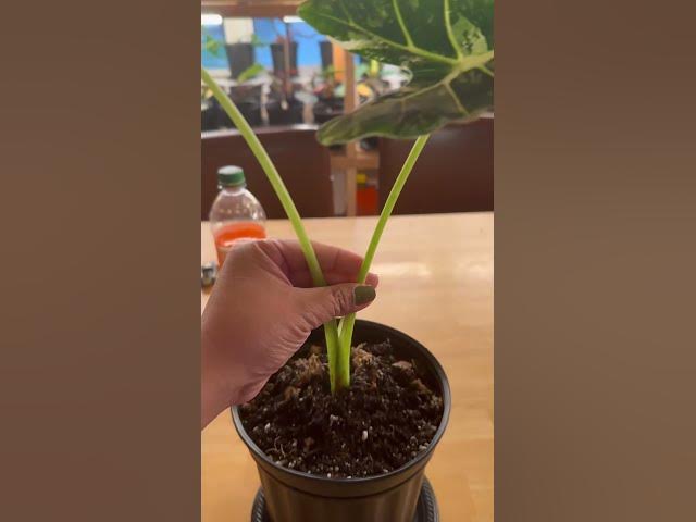 Video thumbnail for Plant mom