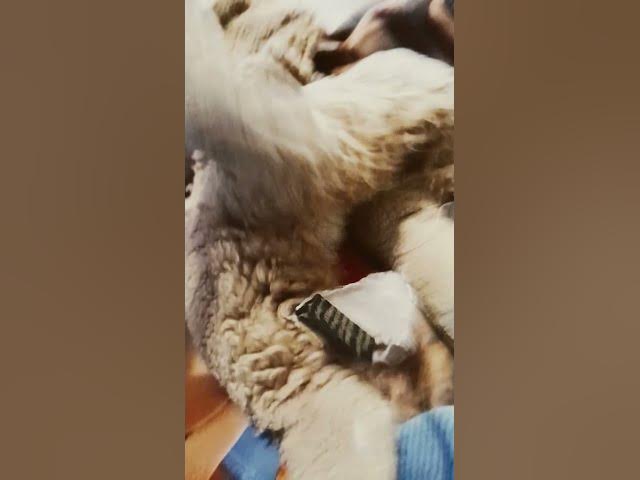 Video thumbnail for what... doge?